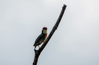 CopperSmith Barbet